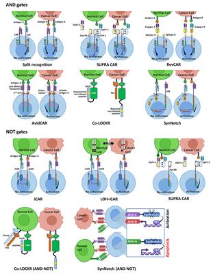 Implementing <mark class="highlighted">Logic Gates</mark> for Safer Immunotherapy of Cancer